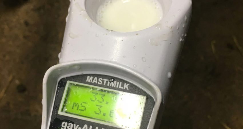 1 mastimilk 1080